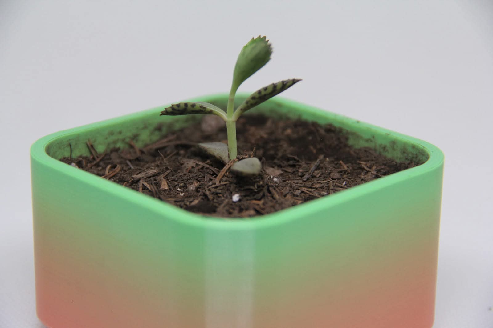 Square Minimalist Planter